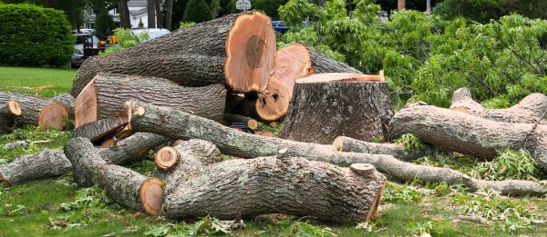 Large Tree Removal in Milwaukee