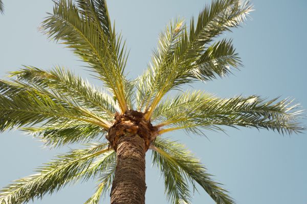 Palm Tree Removal in Milwaukee