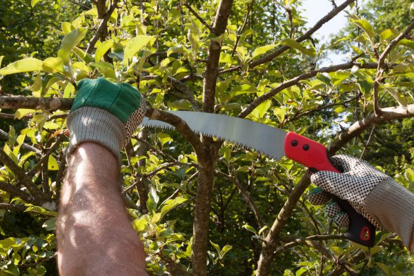 Small Tree Removal in Milwaukee