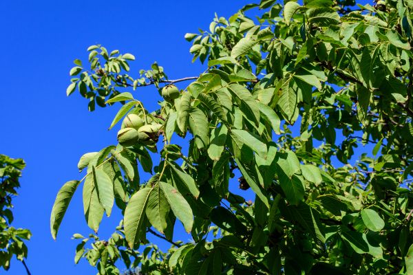 Cost of Walnut Tree Removal in Milwaukee