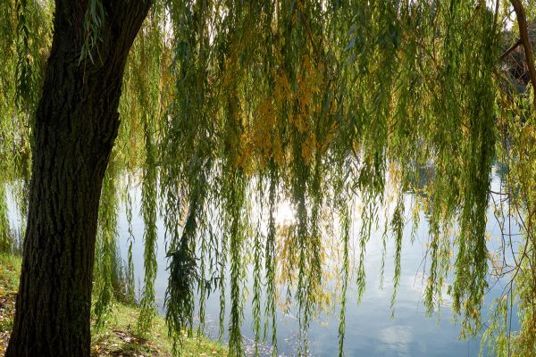 Cost of Willow Tree Removal in Milwaukee
