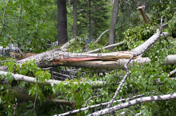 Cost of Birch Tree Removal in Milwaukee