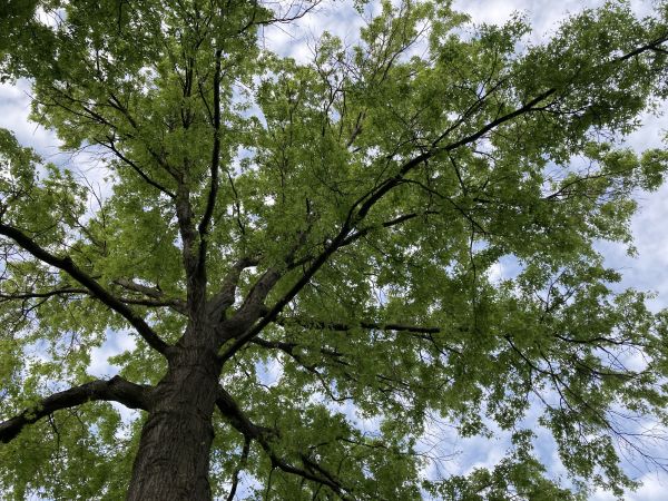 Cost of Oak Tree Removal in Milwaukee