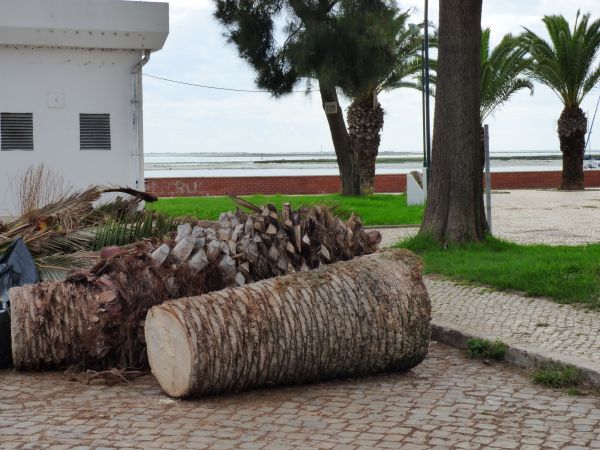 Palm Trees Removal in Milwaukee