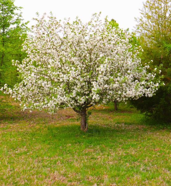 Cost of Dogwood Tree Removal in Milwaukee