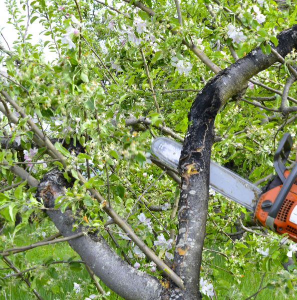 Cost of Apple Tree Removal in Milwaukee