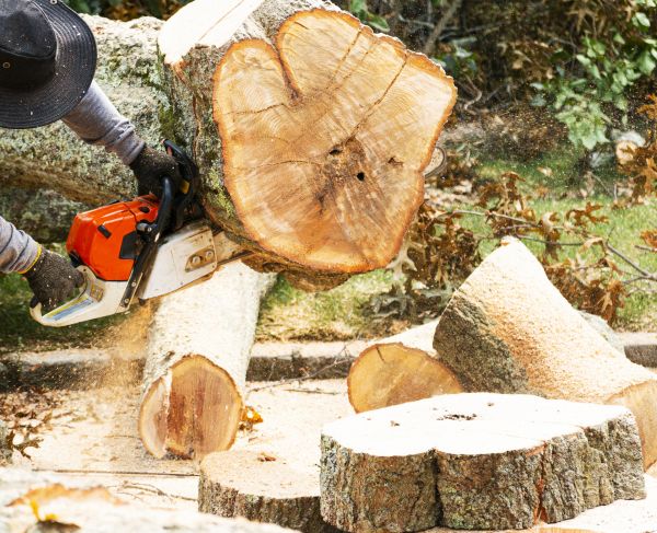 Tree Removal Service in Milwaukee