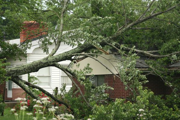Emergency Tree Removal in Milwaukee