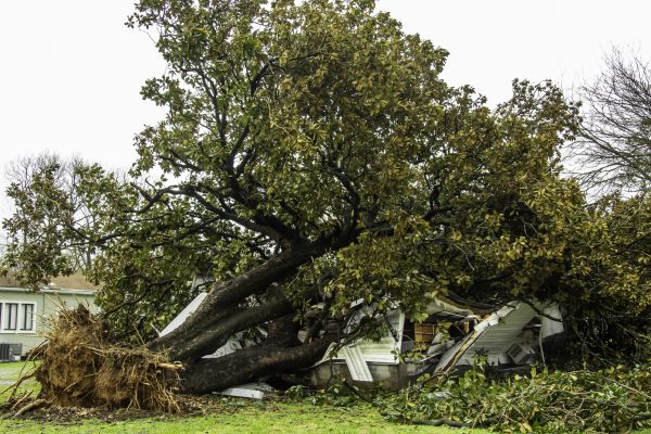 Fallen Tree Removal in Milwaukee
