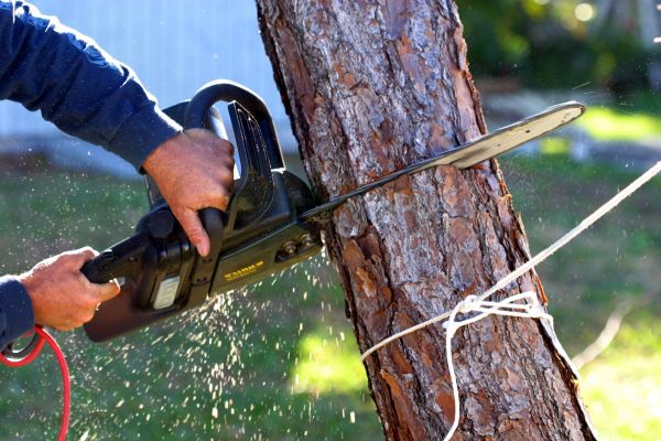 Dead Tree Removal in Milwaukee