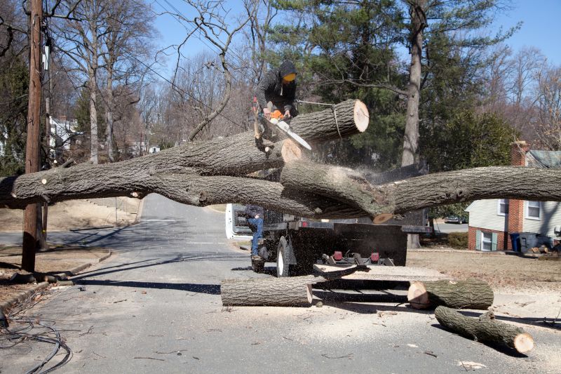 Emergency Tree Removal Team
