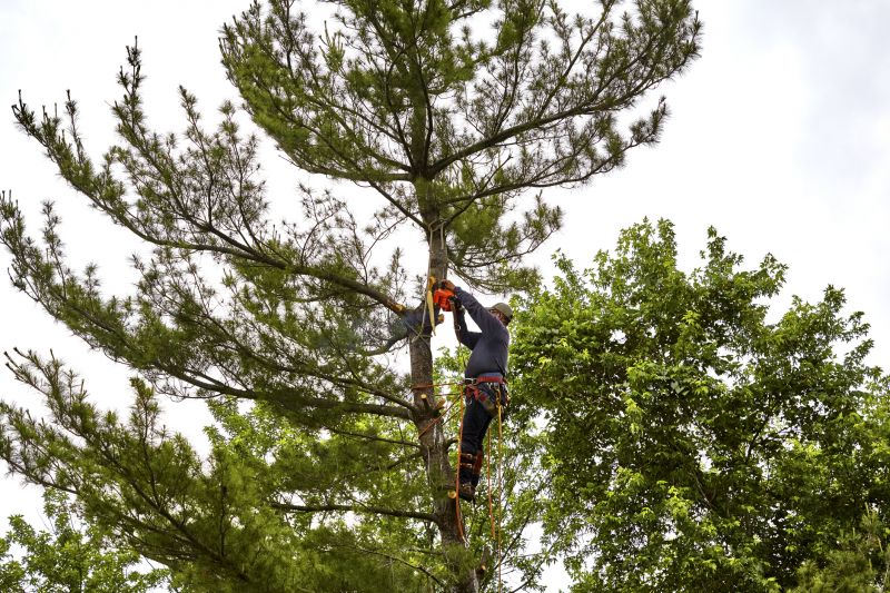 Safety Measures in Tree Removal